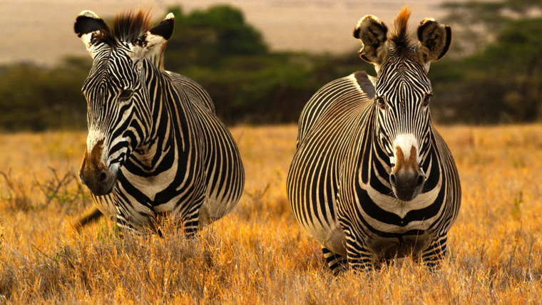 Kenya Wildlife Diaries — s01e03 — Horses of the Sun