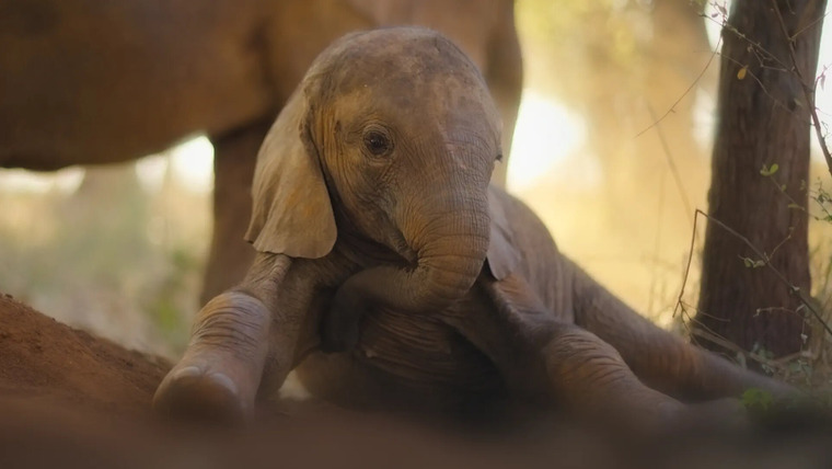 Возвращение в дикую природу — s01e02 — The Elephant Calf
