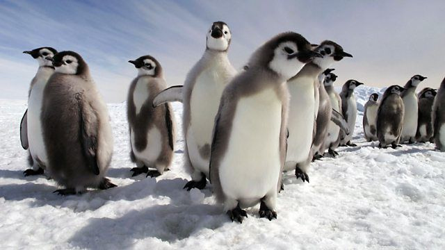 Пингвины: Шпион в толпе — s01e03 — Growing Up