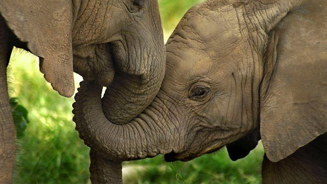 The Secret Life of Elephants — s01e01 — Welcome to the Family