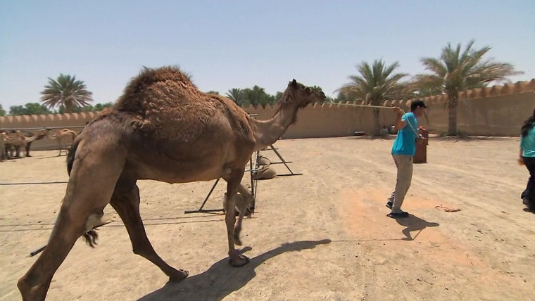 Удивительная гонка — s23e08 — One Hot Camel