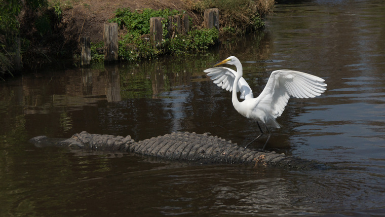 Nature's Strangest Mysteries: Solved — s01e20 — Alligator Bodyguards