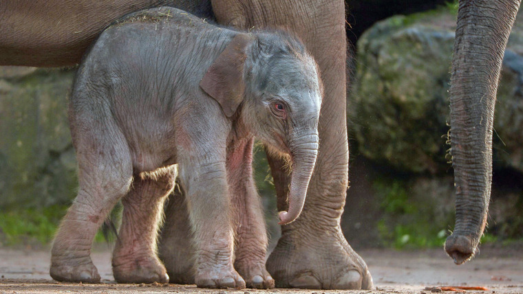 Тайная жизнь зоопарка — s03e04 — Baby Elephant