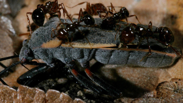 Man v. Animal — s01e04 — Fire Ants Texas Border Massacre