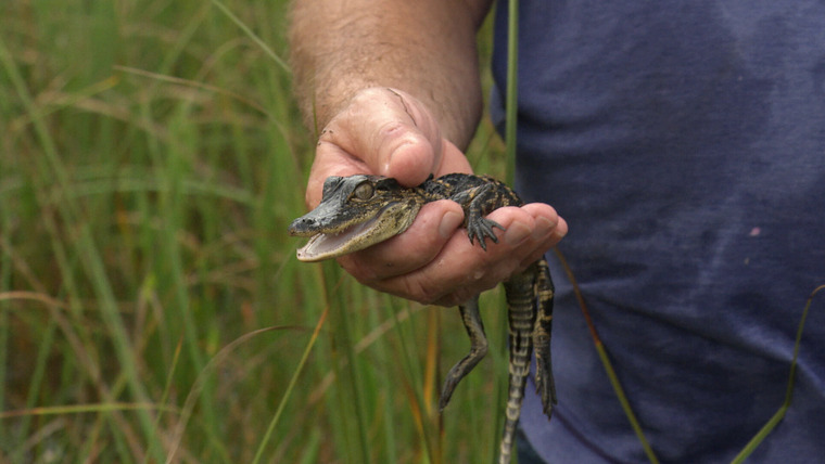 Swamp People: Serpent Invasion — s02e04 — Gators and Ghost Towns