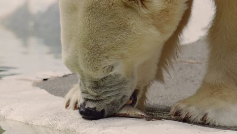 The Zoo — s02e06 — A Polar Bear in the City