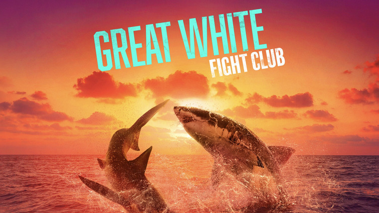 Shark Week — s2023e04 — Great White Fight Club