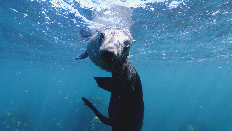 Africa's Underwater Wonders — s01e02 — Cape Fur Seals