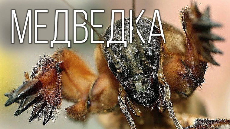 Планета Земля — s02e23 — Медведка: Кошмар фермеров и монстр среди насекомых | Интересные факты про медведку