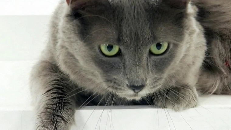 Энциклопедия кошек — s03e01 — Tonkinese, Nebelung, Serengeti, Korat, Cats Gone Wild, RagaMuffin, Toyger