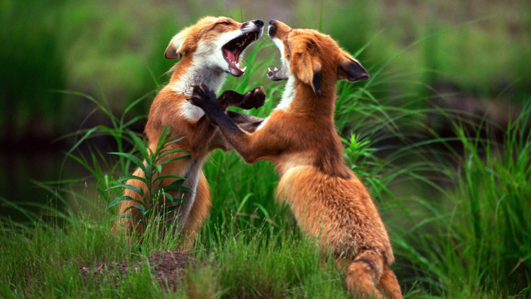 Animal Fight Night — s03e06 — Mortal Combat