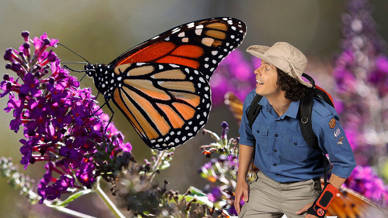 Andy's Wild Adventures — s01e15 — Monarch Butterflies