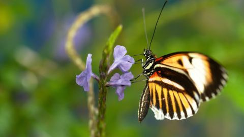 Природа — s36e12 — Sex, Lies And Butterflies