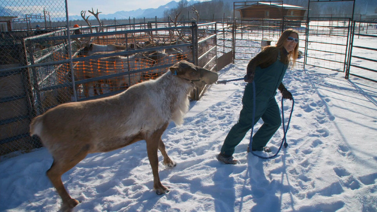 Dr. Oakley, Yukon Vet — s07e08 — Running with Reindeer