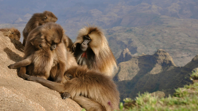 Africa's Hidden Wonders — s01e02 — Ethiopia