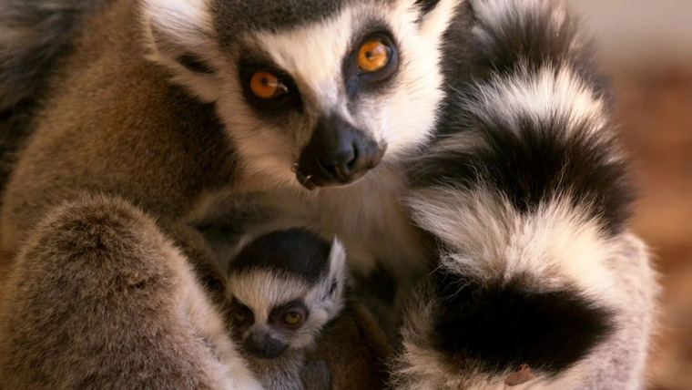 Taronga: Who's Who in the Zoo? — s01e04 — Lemur Me Alone!