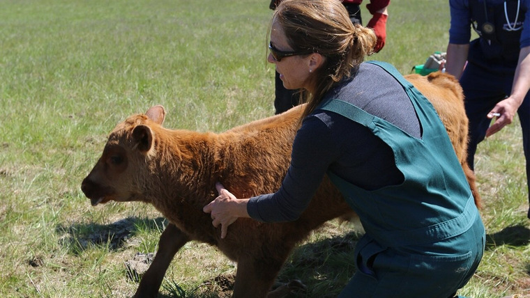 Dr. Oakley, Yukon Vet — s04e06 — When Cows Fight Back