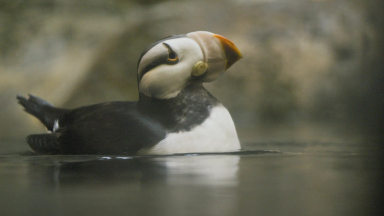 Secrets of the Zoo: North Carolina — s01e06 — Much Ado About Puffin