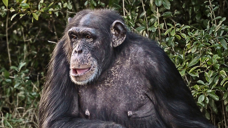 Тайная жизнь зоопарка — s04e04 — Chimp Negotiations