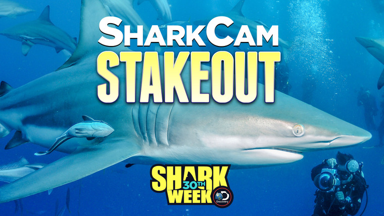 Shark Week — s2018e13 — SharkCam Stakeout