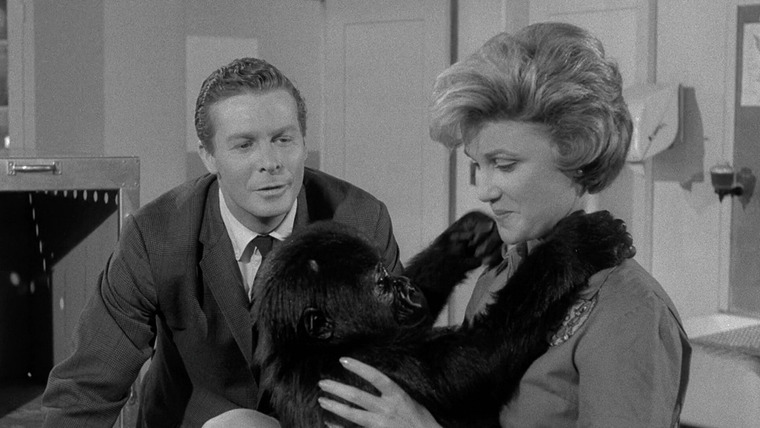 Perry Mason — s04e22 — The Case of the Cowardly Lion