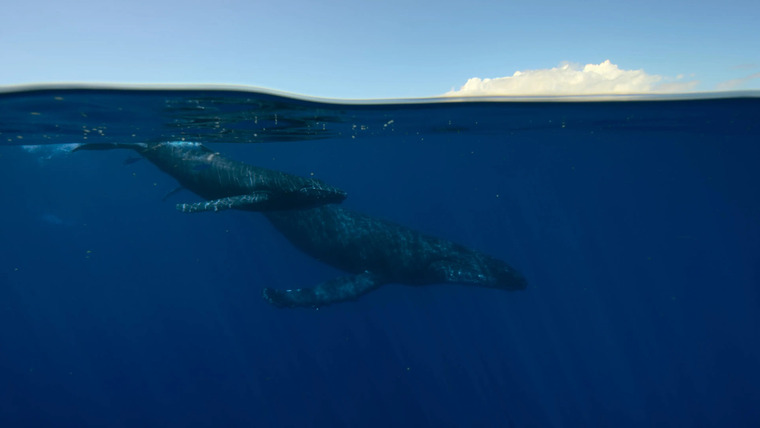 Звуки Земли — s01e04 — The Pacific
