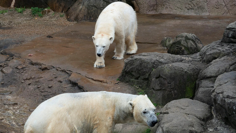 Secrets of the Zoo: North Carolina — s01e04 — Polar Bear Opposites