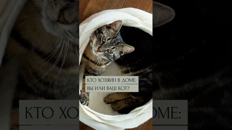 Александр Панчин — s10e21 — Котики — гнездовые паразиты?
