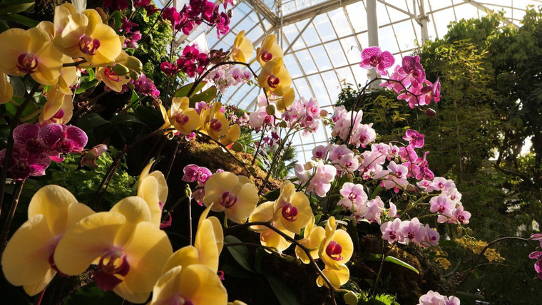 Martha Gardens — s01e06 — The Incredible World of Orchids