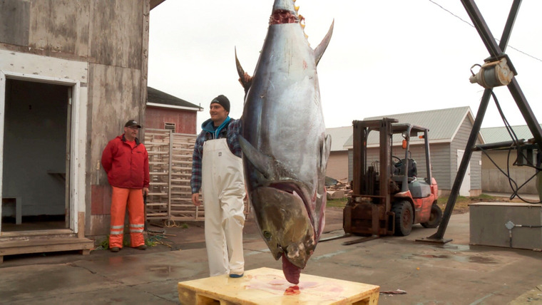 Крупный улов — s01e01 — Bluefin Battle