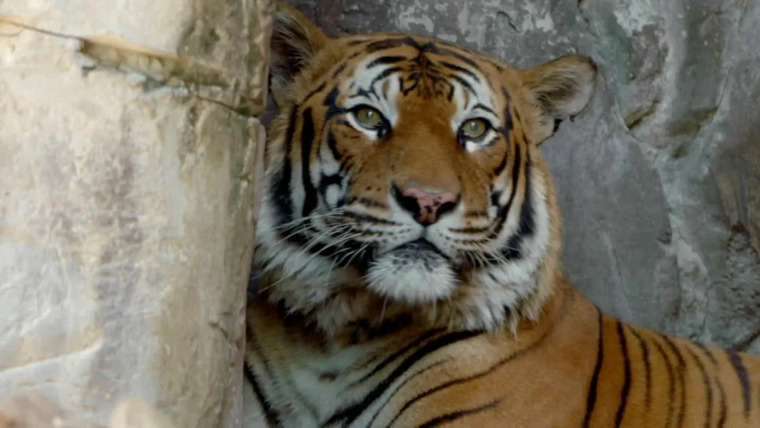 Secrets of the Zoo: Tampa — s04e08 — A Tiger's Tale