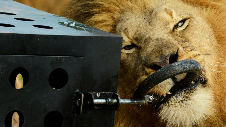 Killer IQ: Lion vs. Hyena — s01e01 — Predator Games