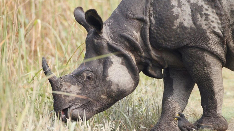 Into the Wild India — s01e05 — Land of the Secret Rhino