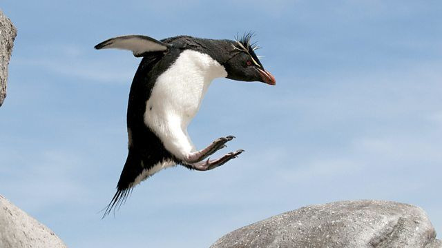Пингвины: Шпион в толпе — s01e01 — The Journey