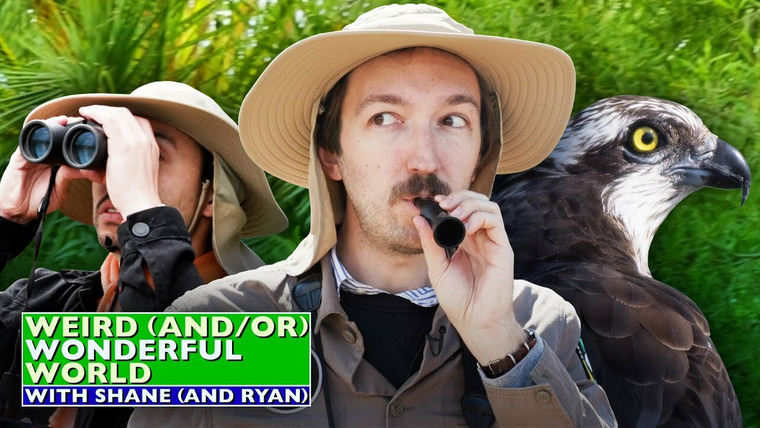 Weird (and/or) Wonderful World with Shane (and Ryan) — s02e02 — Shane & Ryan Go Birdwatching