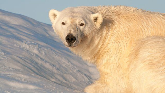 Earth's Greatest Spectacles — s01e02 — Svalbard