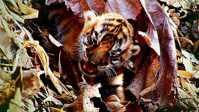 BBC: Тигр – Шпион джунглей — s01e03 — Episode 3