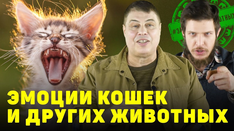 Затевахин О Животных — s02e04 — Эмоции кошек и других животных.