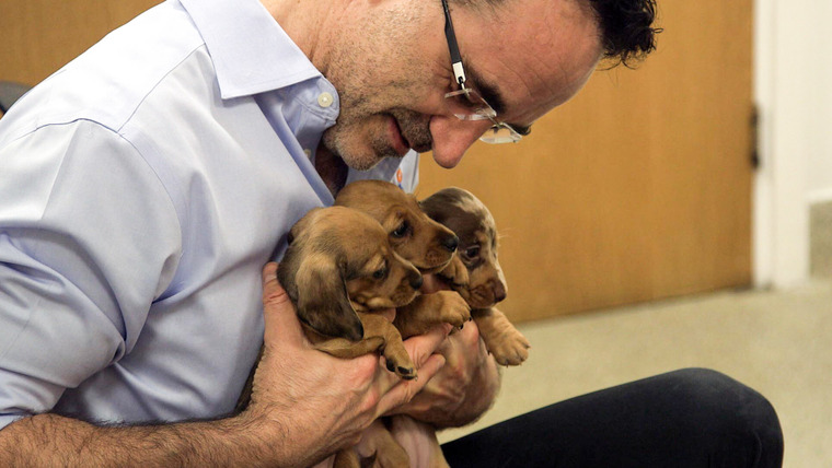 The Supervet: Noel Fitzpatrick — s15 special-3 — Puppy Special - Rodney, Peggy, Elvis & Chica