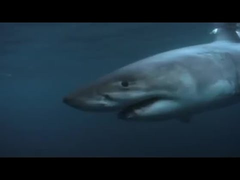 Живая природа: Специальные выпуски — s01e01 — Great White Shark: The True Story of Jaws