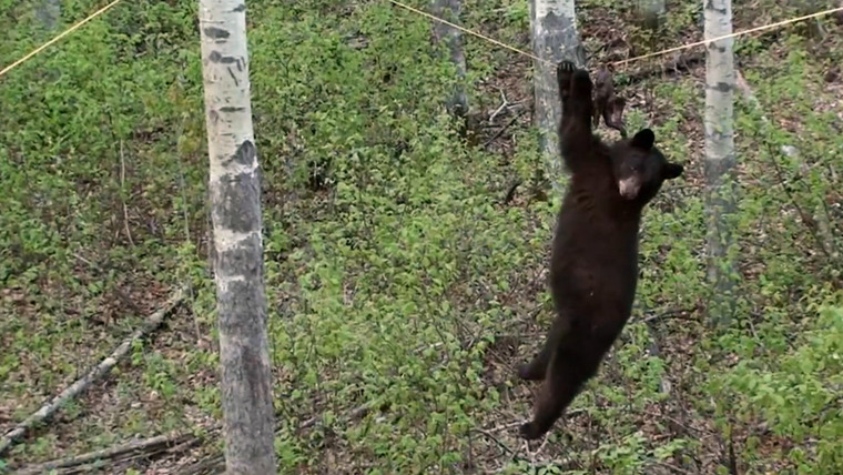 Nature Gone Wild — s01e06 — Bear On A Wire