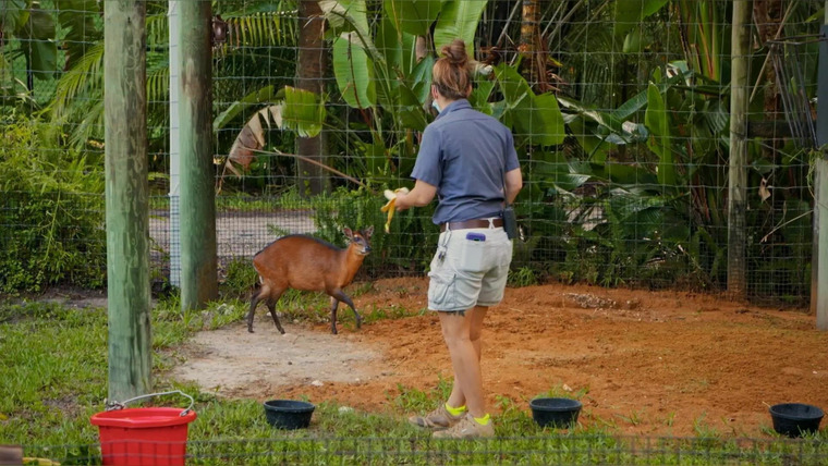 Secrets of the Zoo: Tampa — s04e09 — Panther Crossing