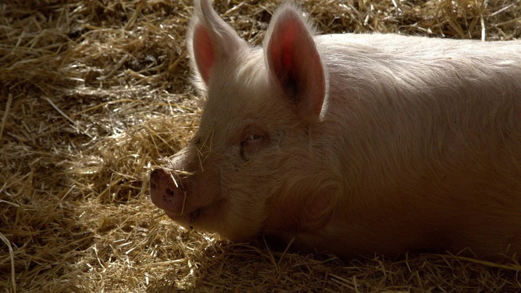 Ветеринар из Юкона — s10e06 — This Little Piggy Had An Ouchie