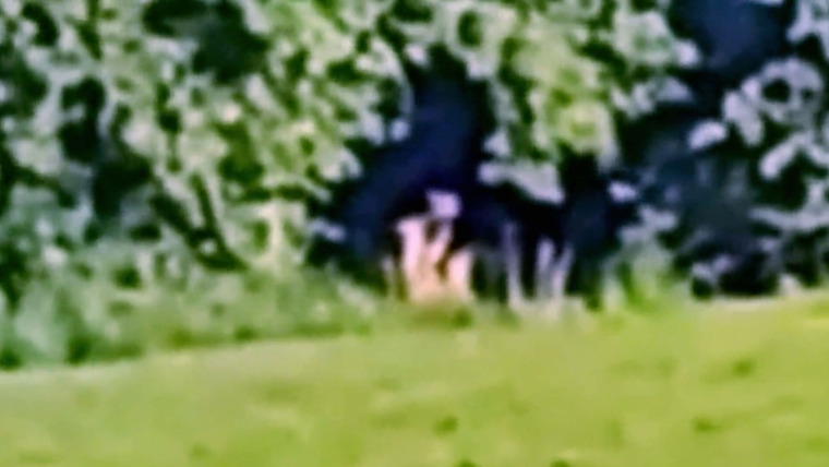 Paranormal Caught on Camera — s05e08 — Shadow Figure in a New Jersey Backyard and More