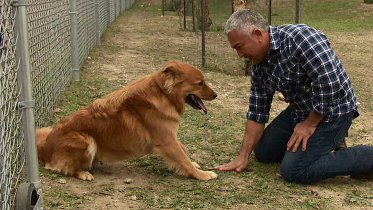 Cesar 911 — s04e07 — For the Love of Leon