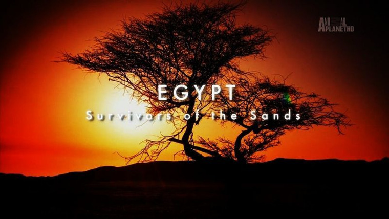 Природа Ближнего Востока — s01e01 — Egypt: Survivors of the Sands
