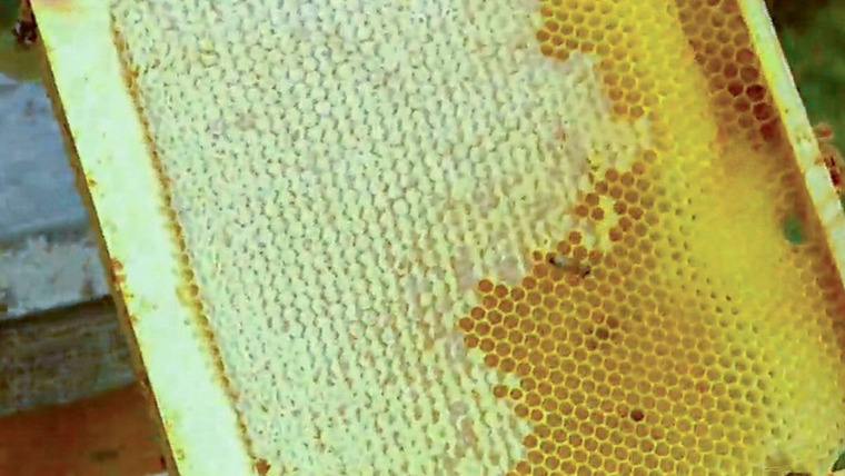 Как это работает? — s02e02 — Honey, Fiber-Optics, Bricks, Pipe Organs