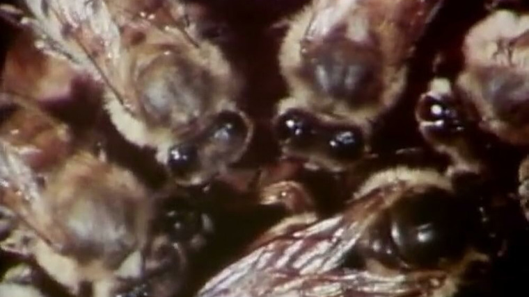 В поисках... — s01e06 — Killer Bees