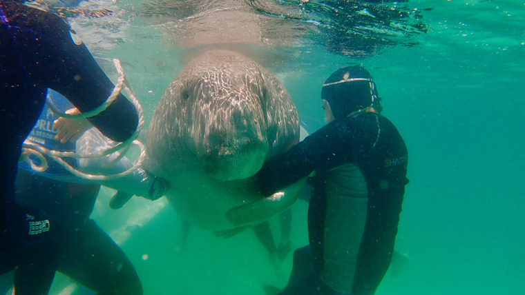 Dr Ann's Secret Lives — s01e05 — Dugongs