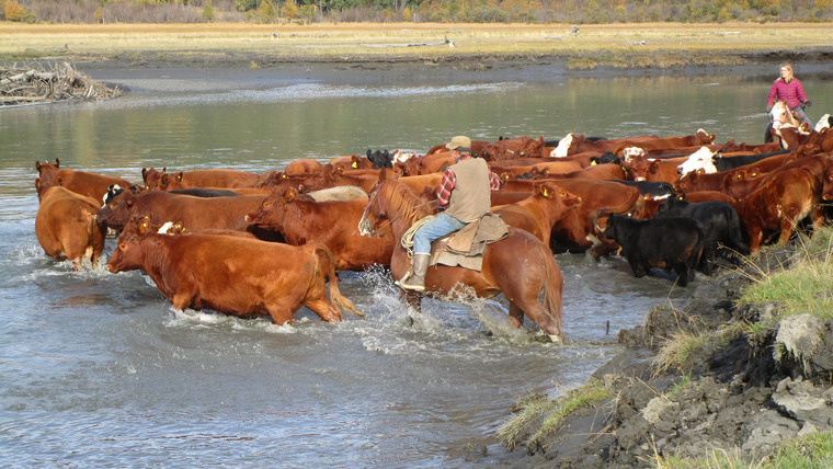 Аляска: Последний рубеж — s04e15 — Call of the Cattleman